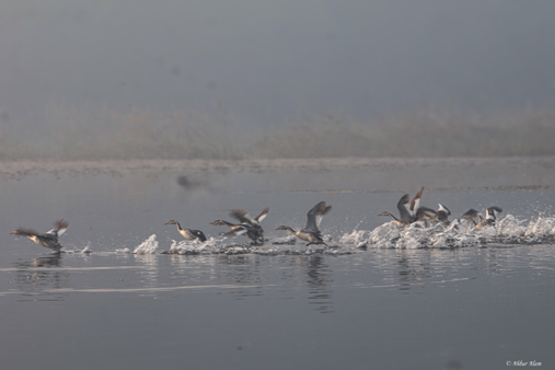 wildlife_image_udaypur