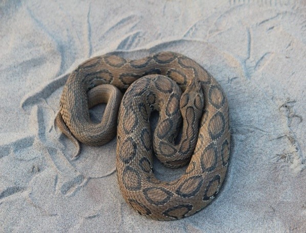 wildlife_image_valmiki_3