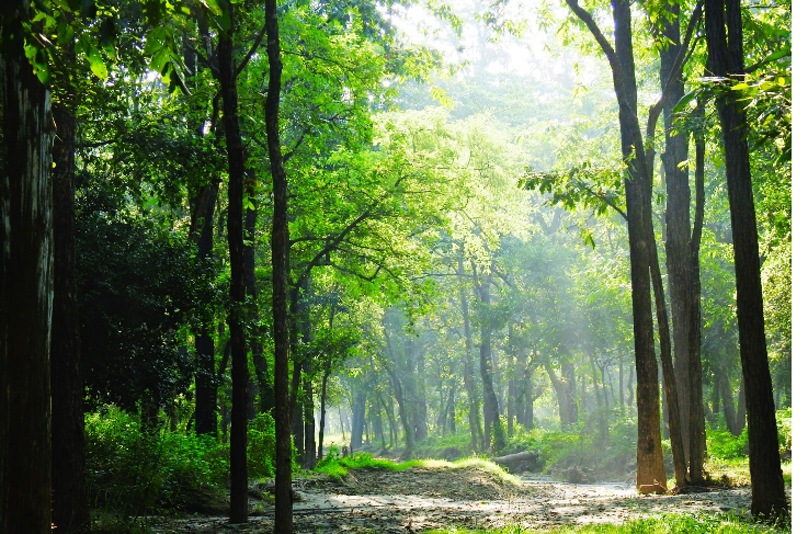 wildlife_image_valmiki_4